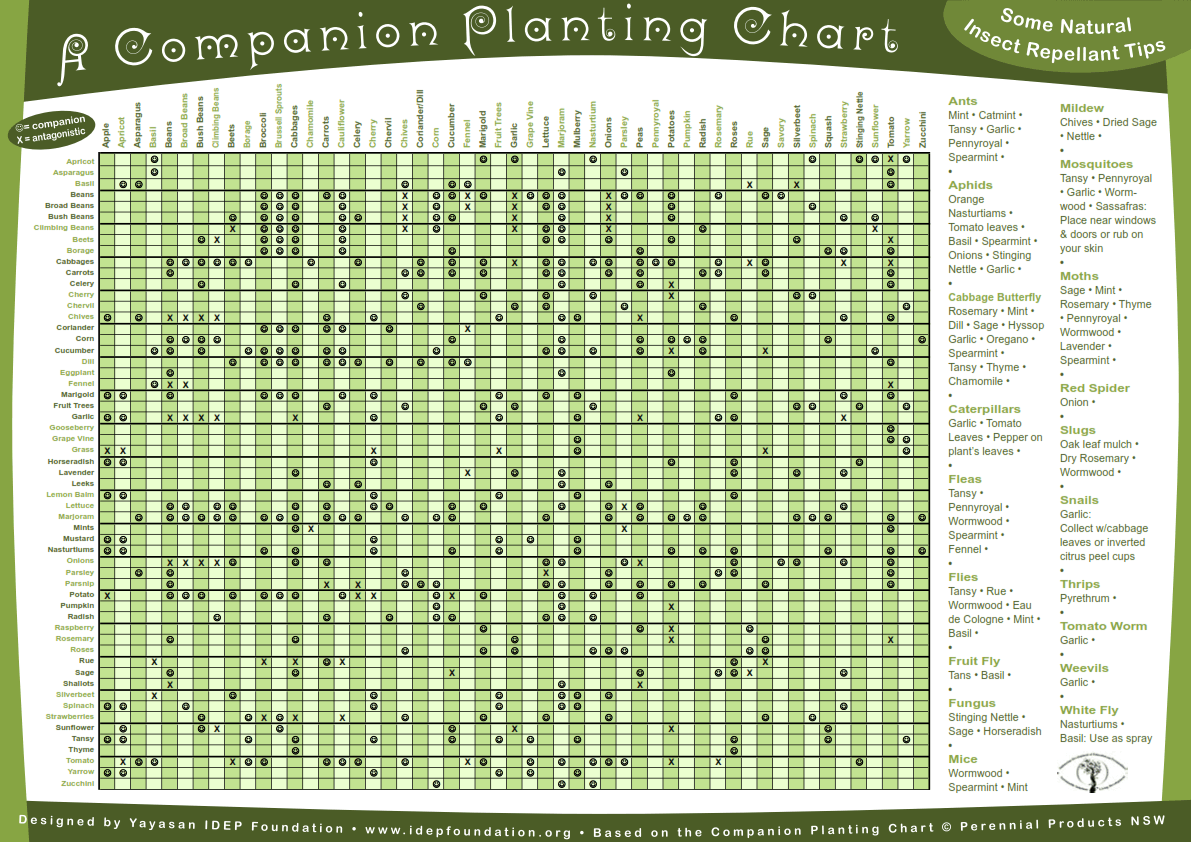 Companion Planting Chart