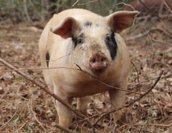 organic pig and poultry feed